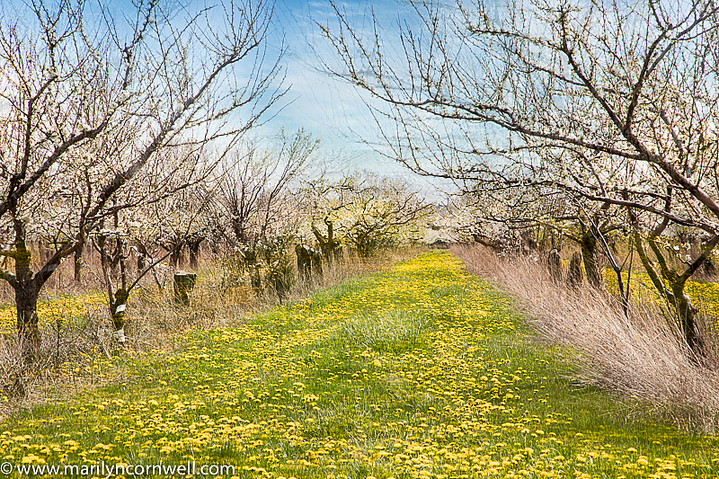 Wabi Sabi Orchard in Niagara - ID: 15817929 © Marilyn Cornwell