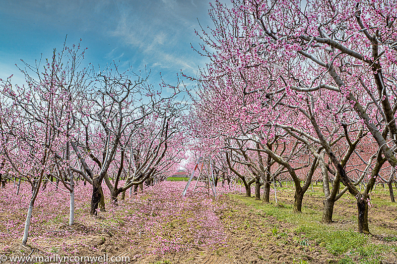 Niagara's Blossom Trail - Trimming Time - ID: 15817930 © Marilyn Cornwell