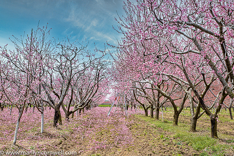 Niagara's Blossom Trail - Trimming Time