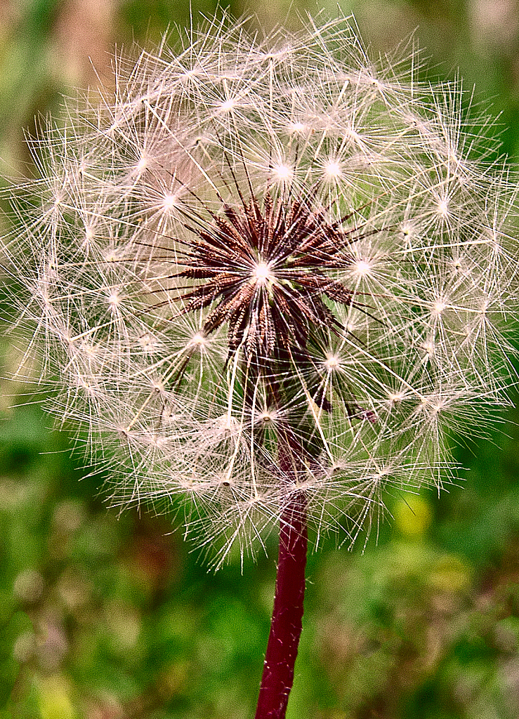 Dandelion.