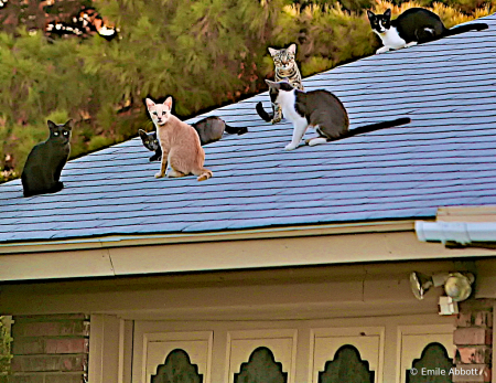 Cats on hot tin roof