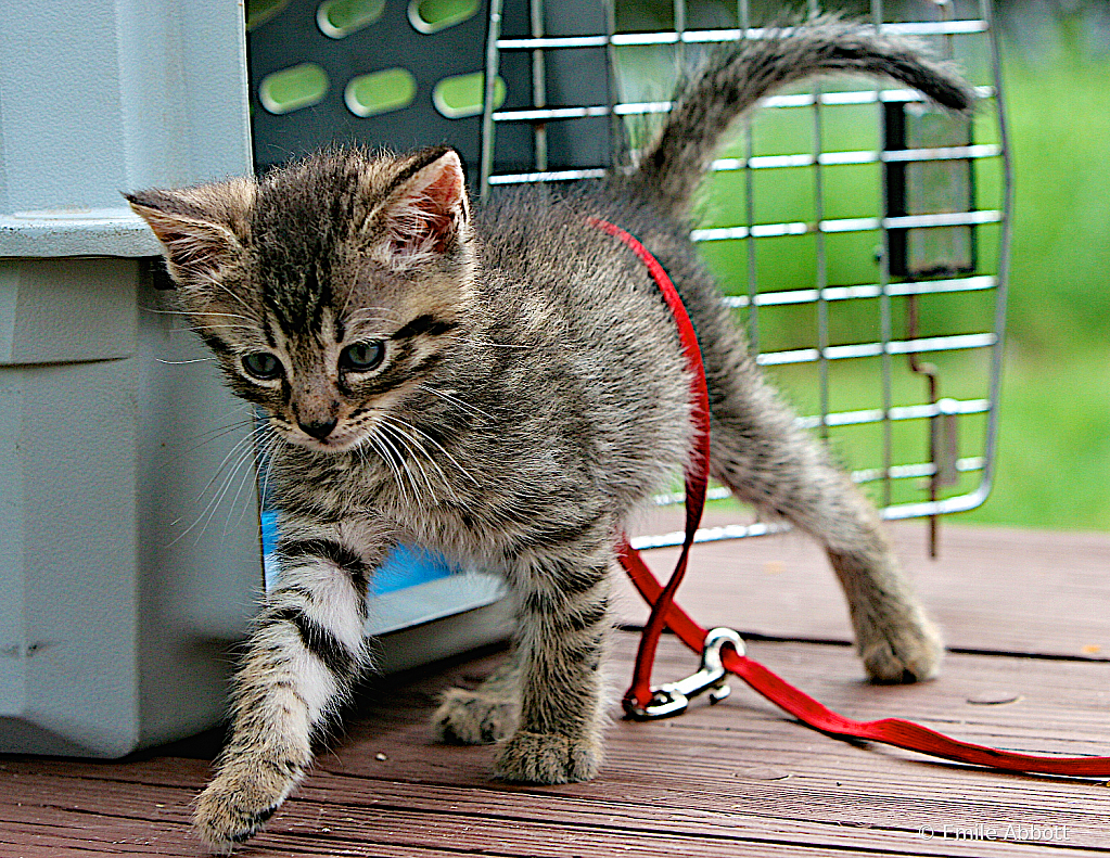 Baby as a kitten