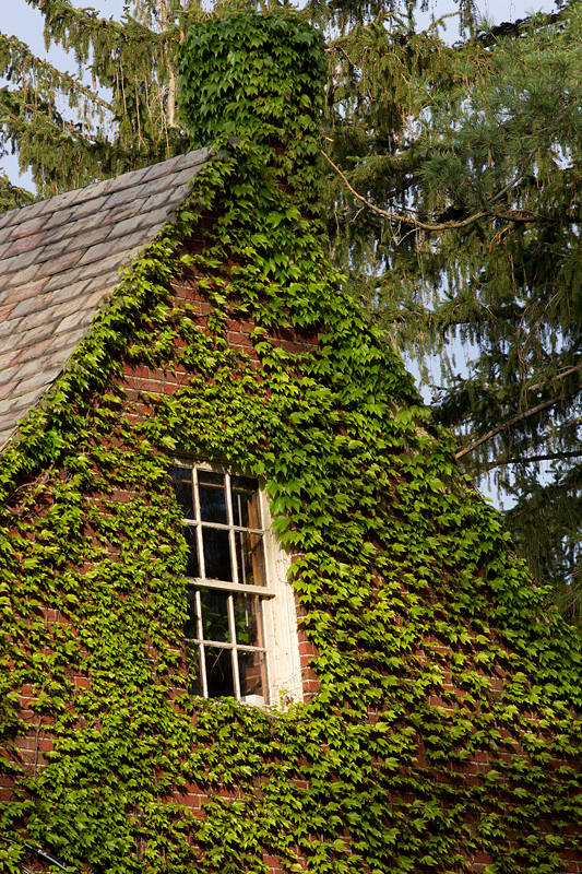 Kudzu: The Vine That Ate the House