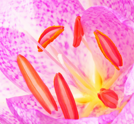 Inside anemone flower.