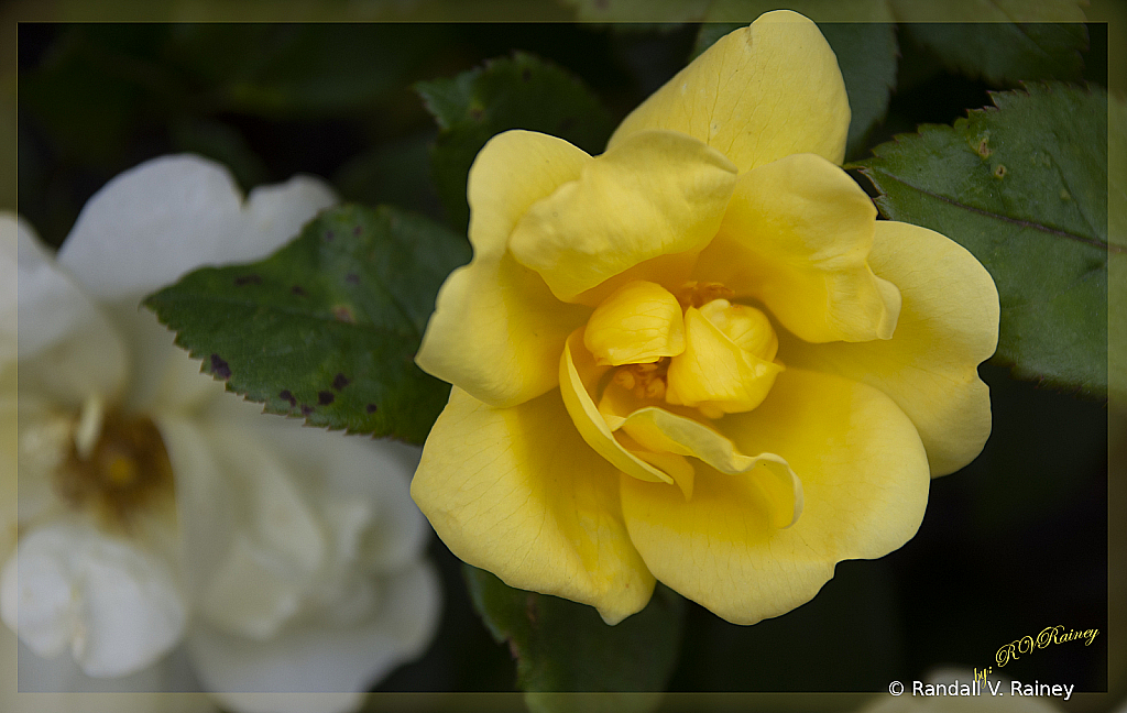 A Rose in bloom in May