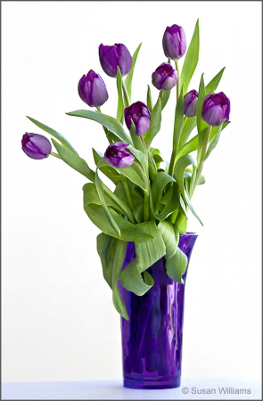 Purple Tulips