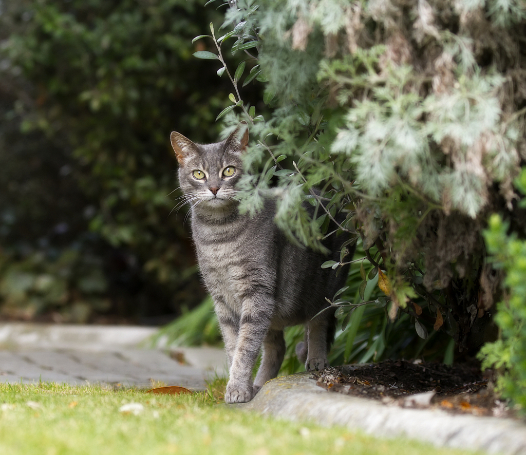 Hiding behind the bushes