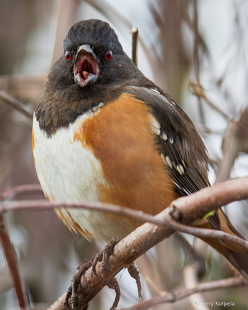 Singing Spotted Towhee - ID: 15818094 © Terry Korpela