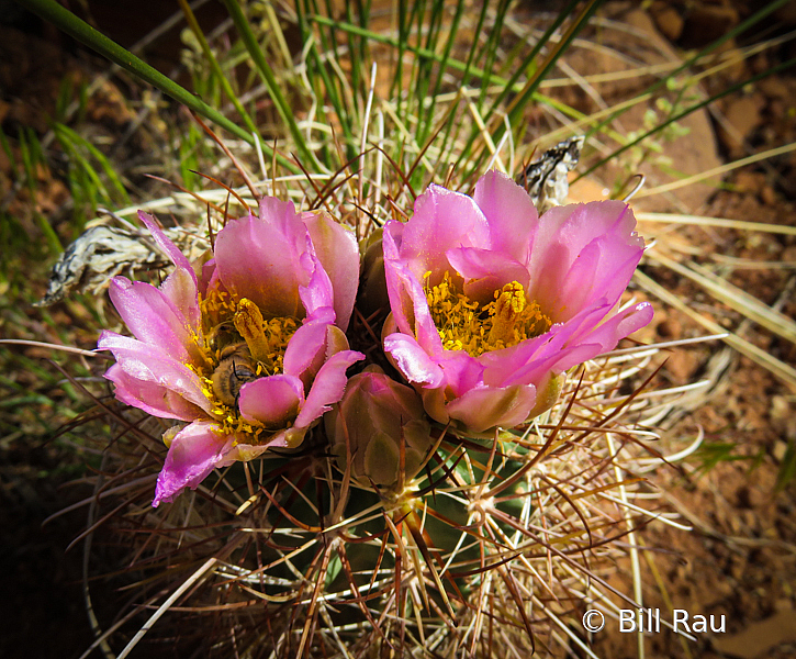 Cactus flowers