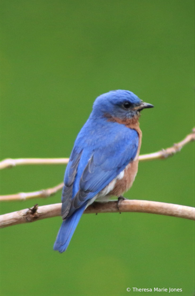 Male Bluebird - ID: 15818181 © Theresa Marie Jones