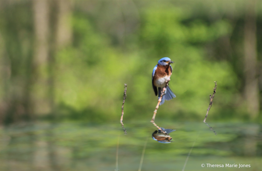 Bluebird Reflection - ID: 15818190 © Theresa Marie Jones
