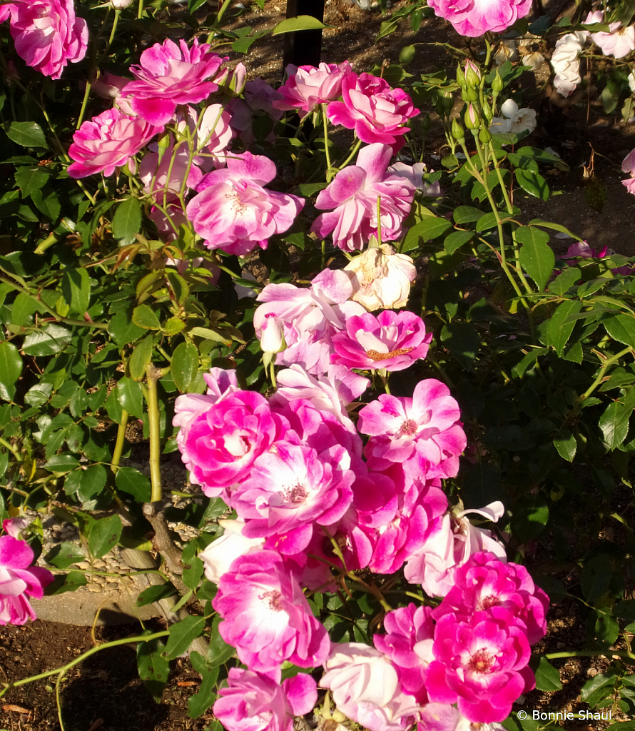 2 Pinks Roses