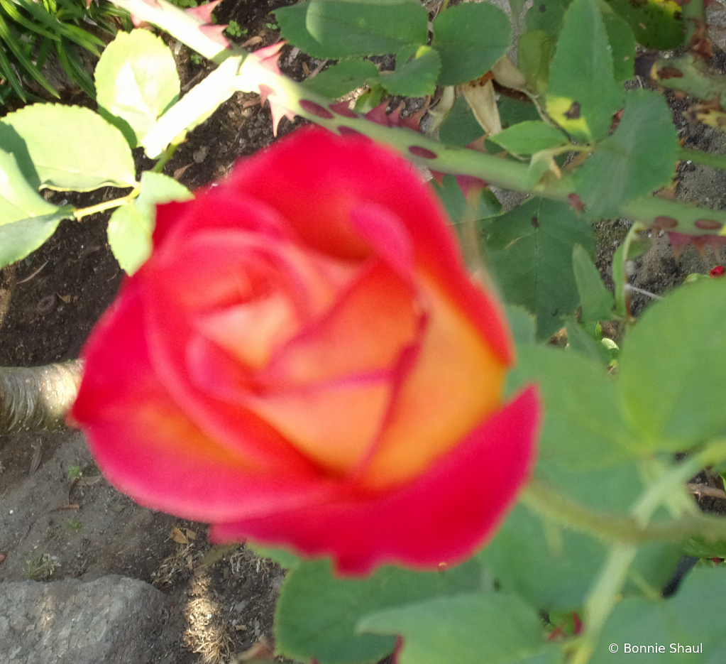 Red & Orange Rose 2