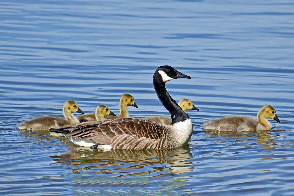 Mother Canada Goose with Goslings