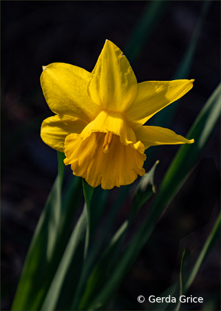 Just a Daffodil