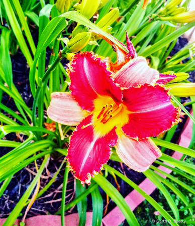 Day Lily 