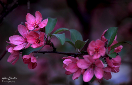~ Spring Blossom ~