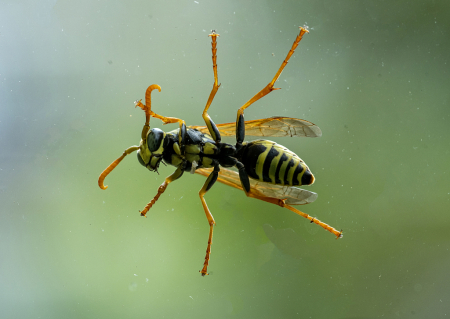 Wasp On A Window