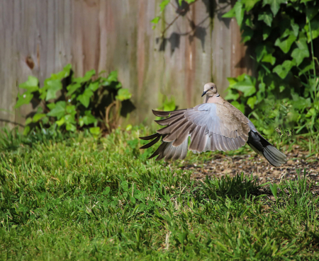 Ring-necked Dove on take off!