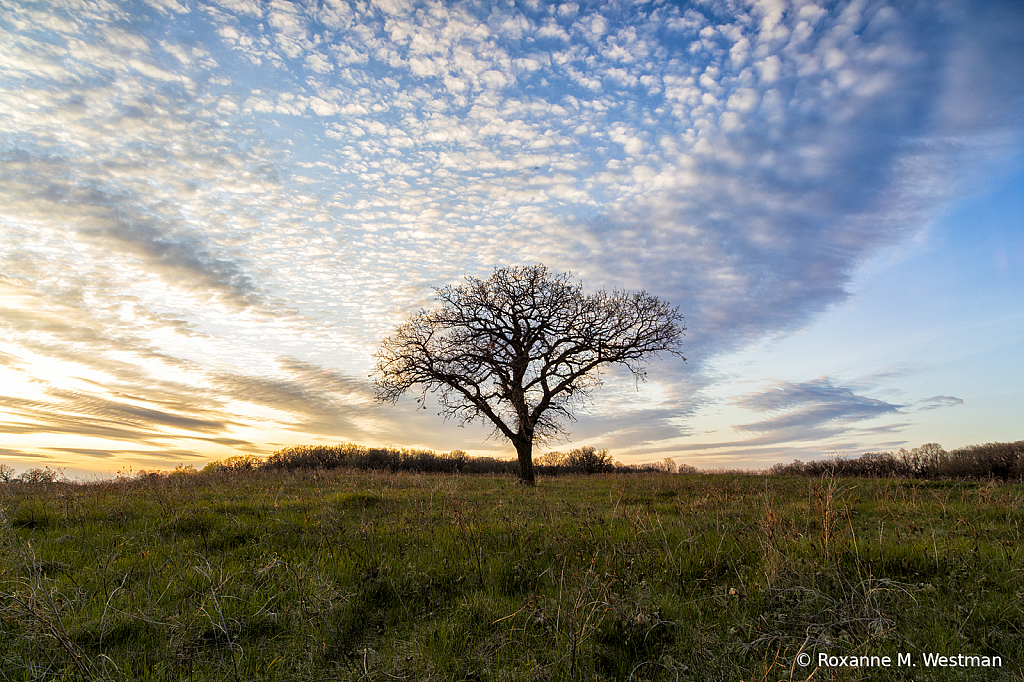 The lonely tree - ID: 15818453 © Roxanne M. Westman