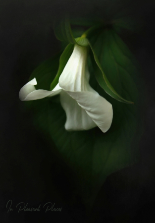 Velvet White Bloom