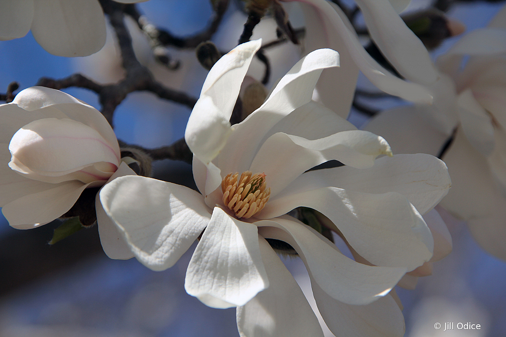 Sugar Magnolia