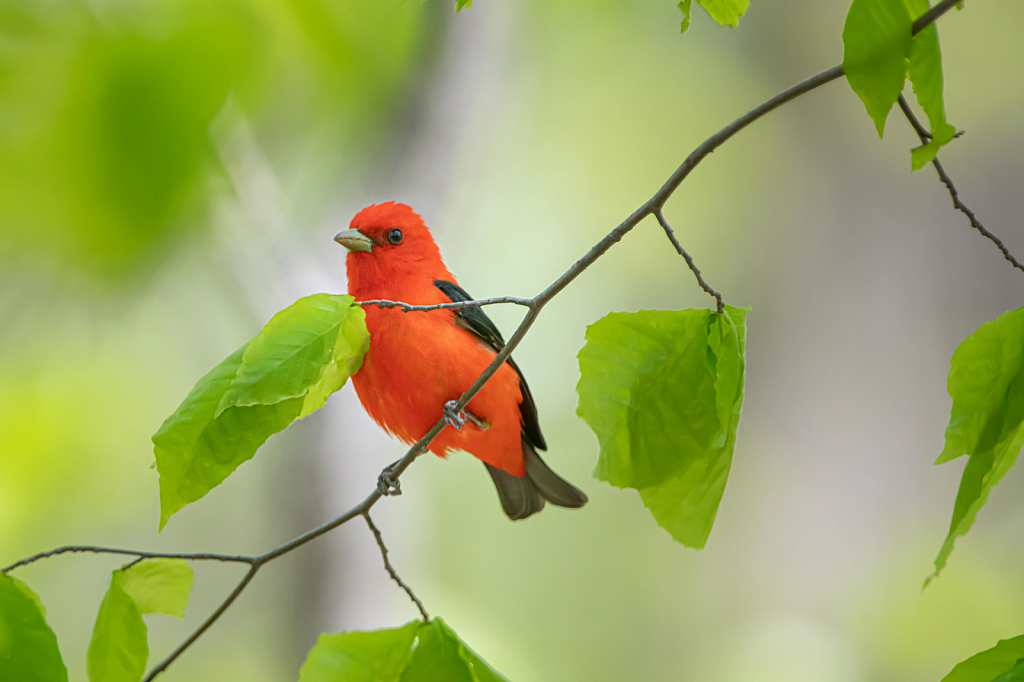 The Scarlet Tanager