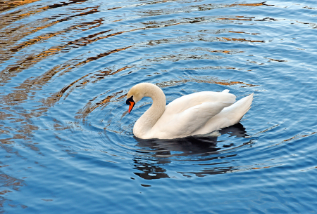  Ripples and Swan.