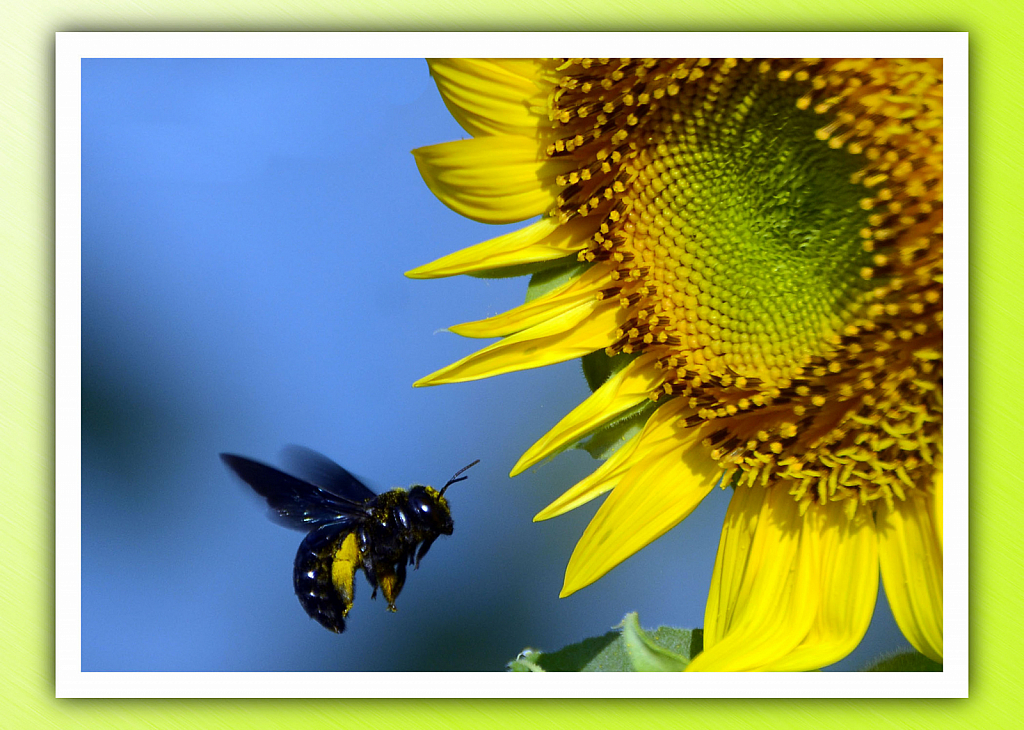 carpaintert in flight and Sun flower