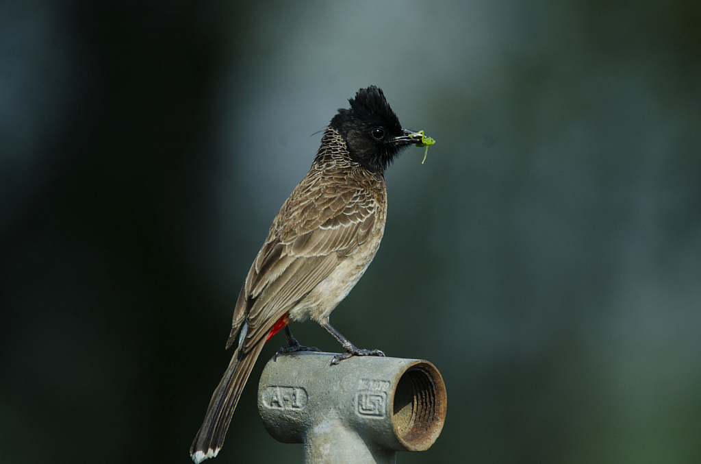 Red vented bulbul with a kill