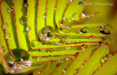 Water Pearls...