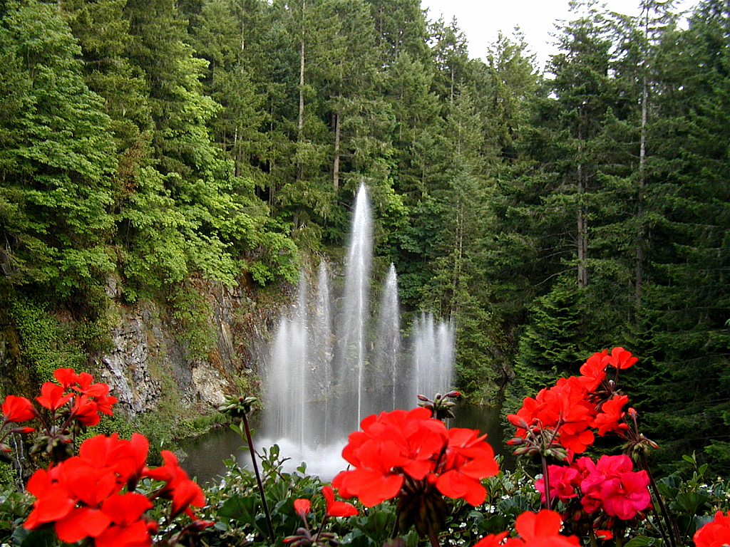 Forest Shower