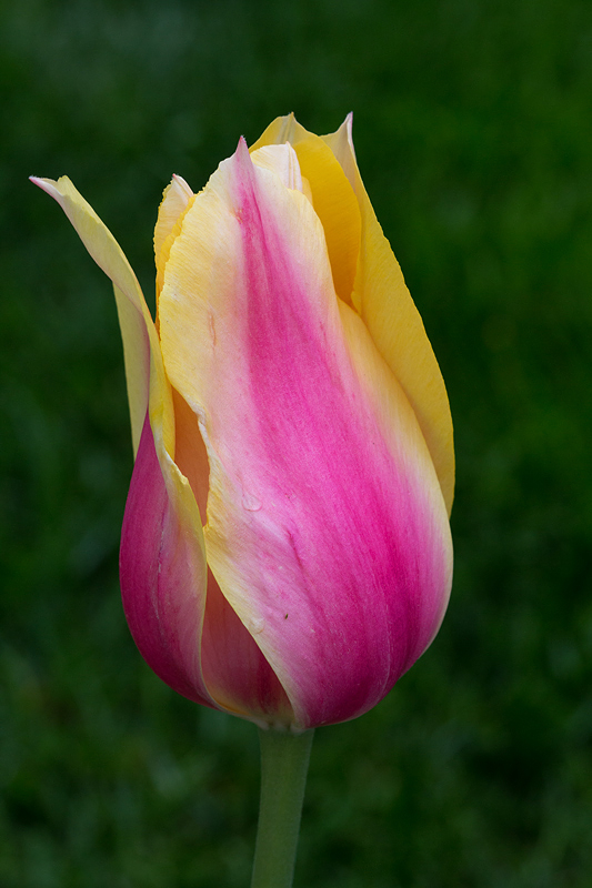 Tulip