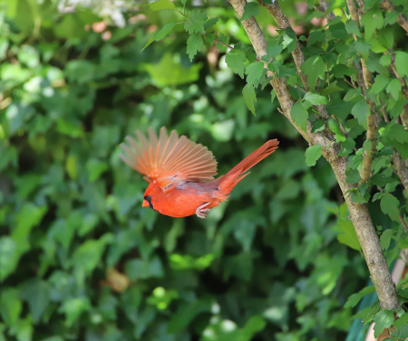 Cardinals in flight!