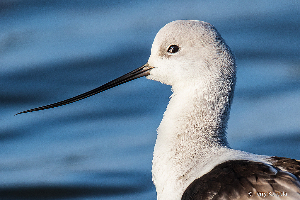 Feather in the Eye - ID: 15818479 © Terry Korpela