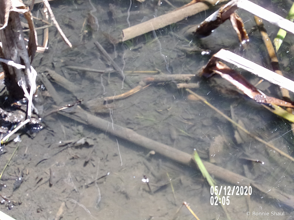 Tadpoles Swimming In The Creek