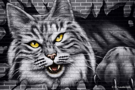 Bobcat On A Wall
