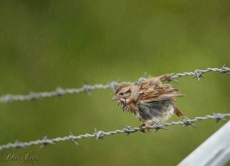 Shakin’ Off The Rain