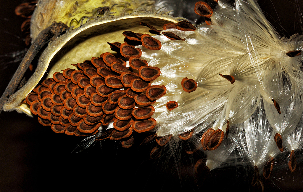 Milkweed Pod