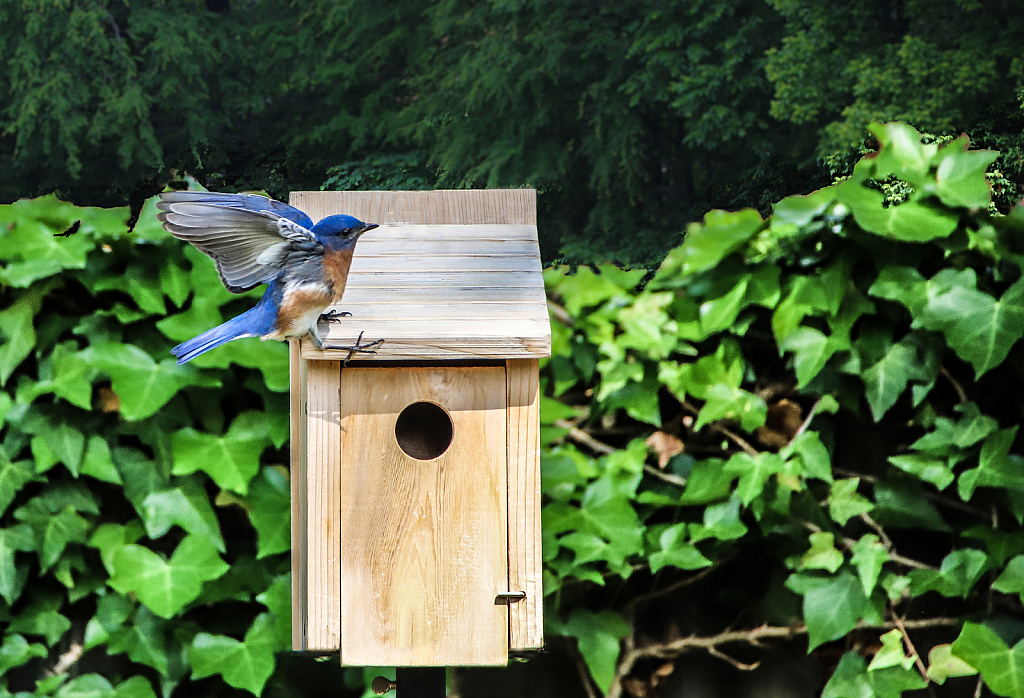 Mr. Bluebird is back!