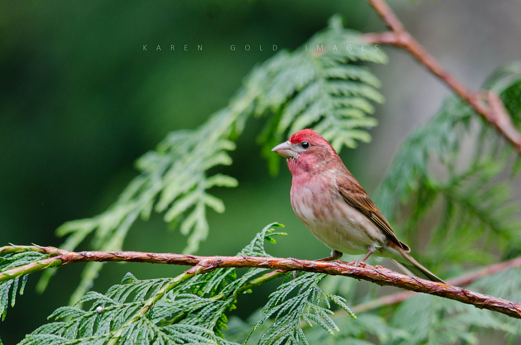 House Finch