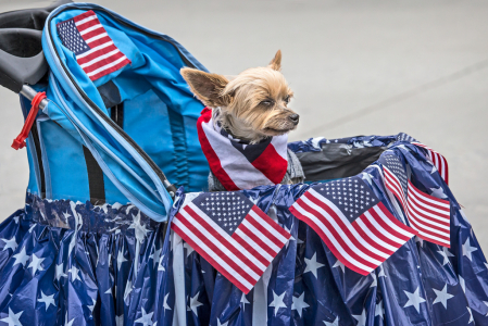 Patriotic Pup  