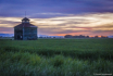 Summer Fields