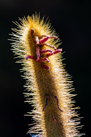 Berkeley Botanical Garden  Cactus 