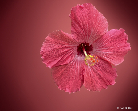 Blooming Red