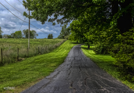 Tree Lined Lane