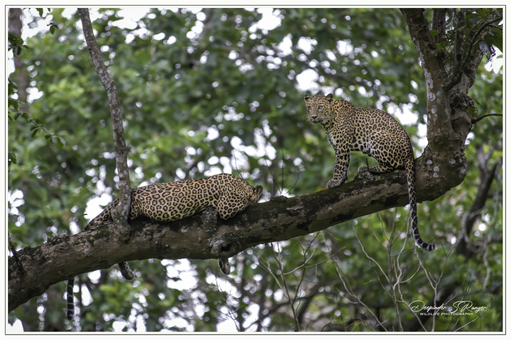 Kabini-mating pair of leopards !