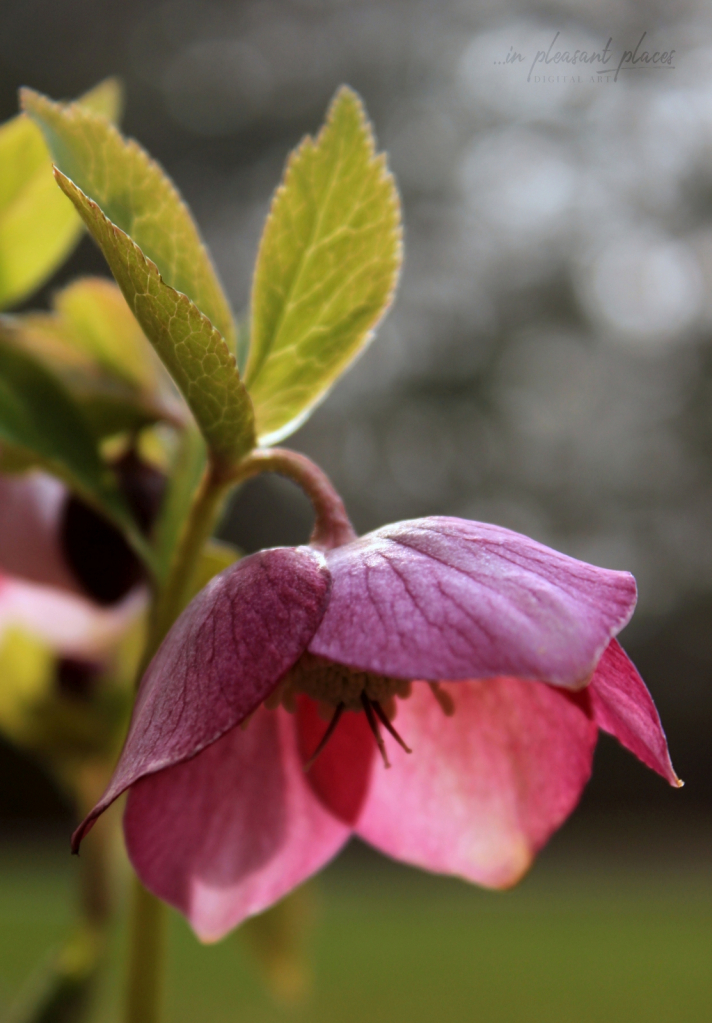 Petals