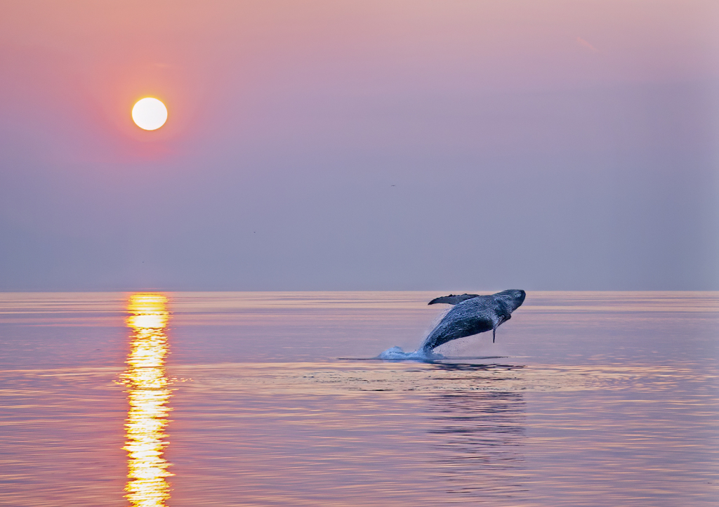 Breaching Whale at Sunset  