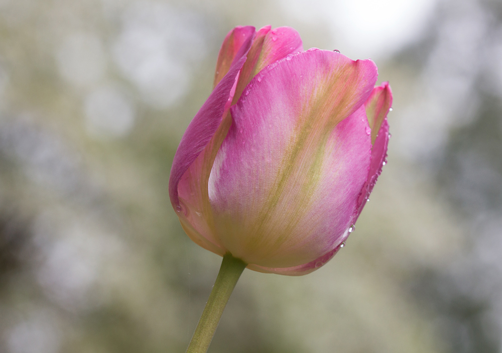 Tulip 3